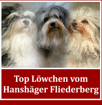 Top Lowchen Zucht Vom Hanshager Fliederberg Welpen Aufzucht